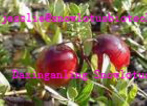 Cranberry Extract(Jesslie@Snowlotusbiotech.Com)